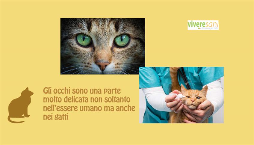La congiuntivite nei gatti La congiuntivite nei gatti